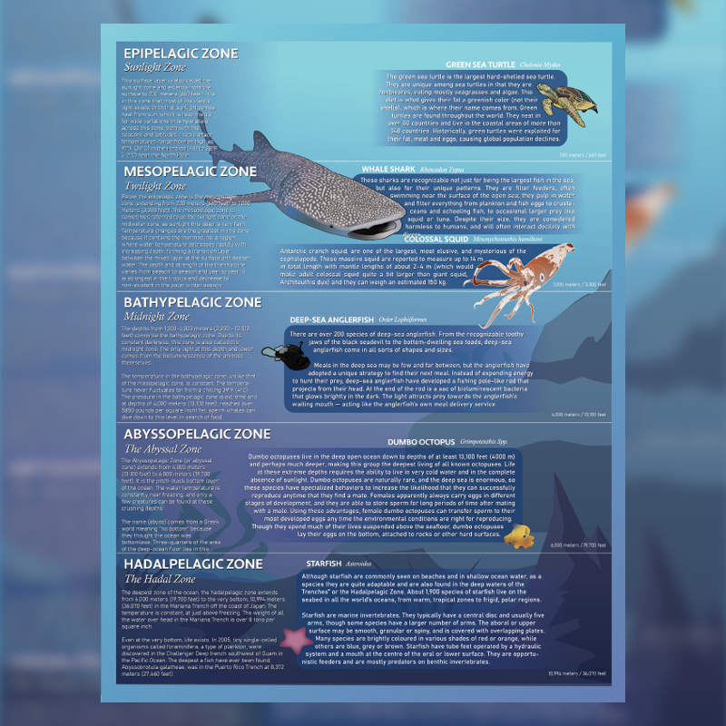 ocean infographic